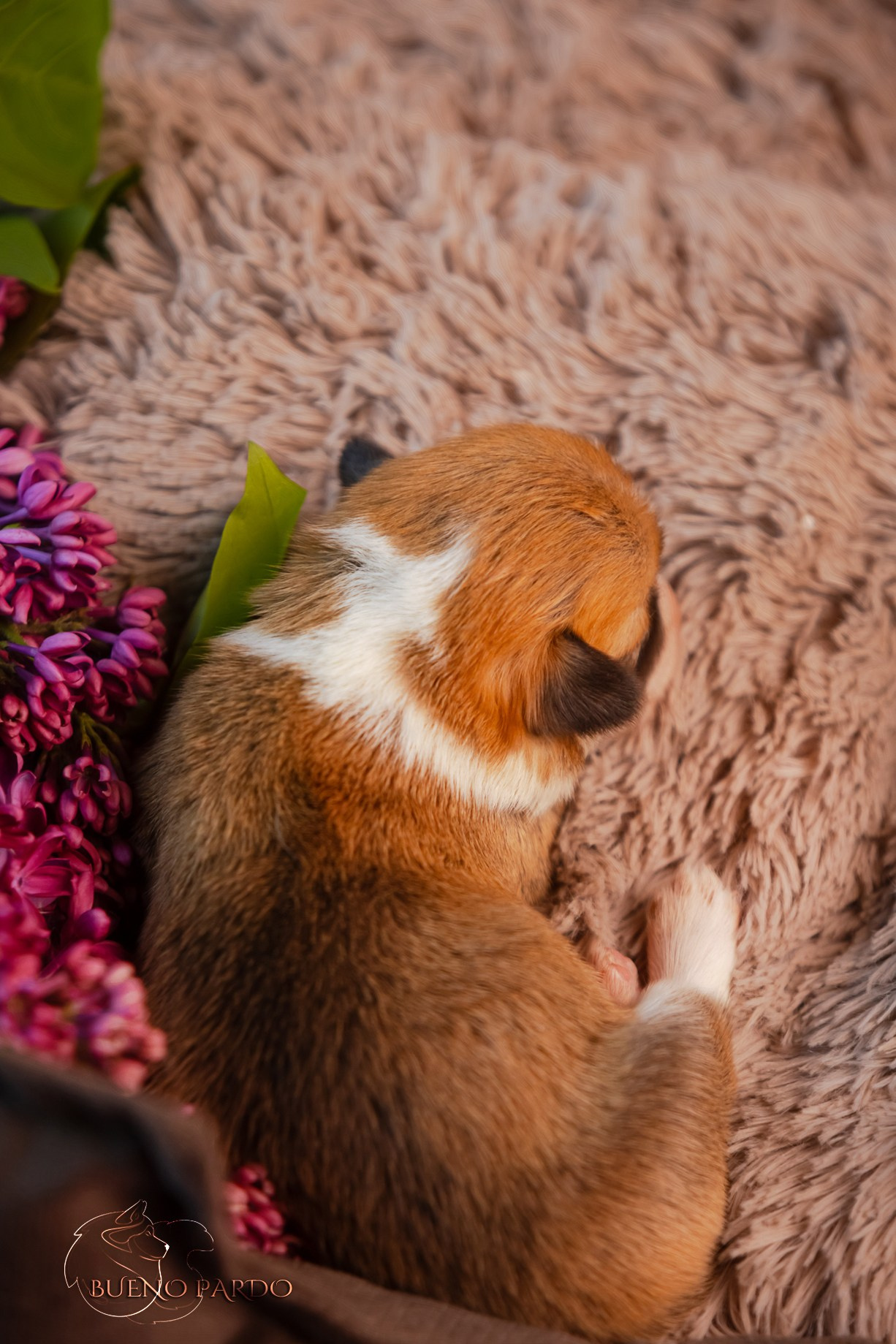 Щенки вельш корги пемброк из питомника. Питомник собак Акита, Хаски, Корги