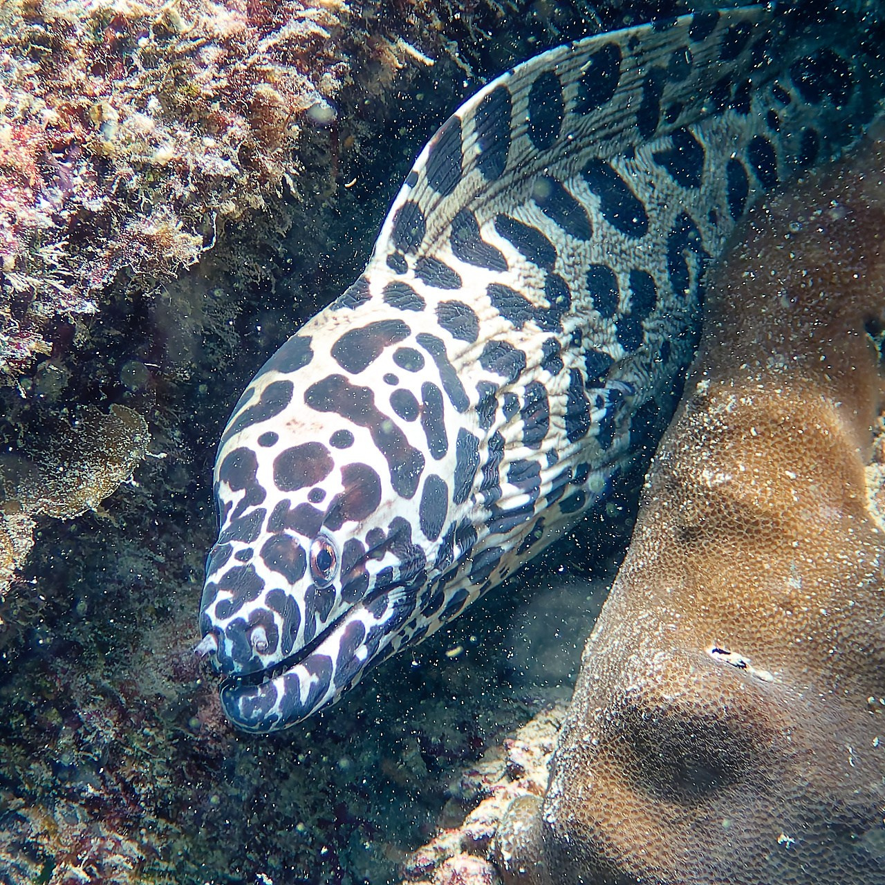 Мне посмотреть. Рыбов показываю