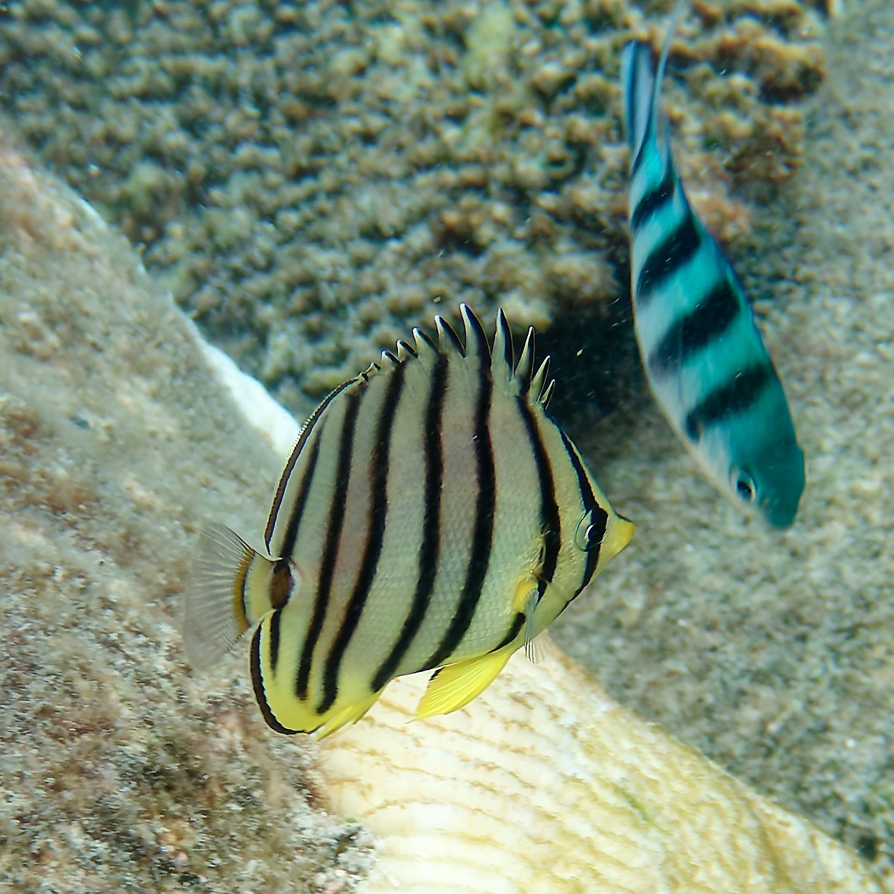 Мне посмотреть. Рыбов показываю