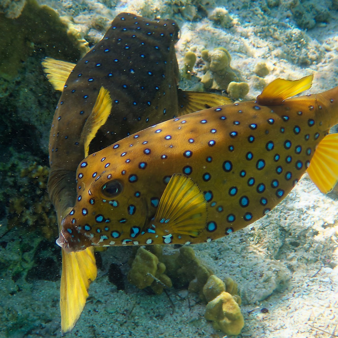 Мне посмотреть. Рыбов показываю
