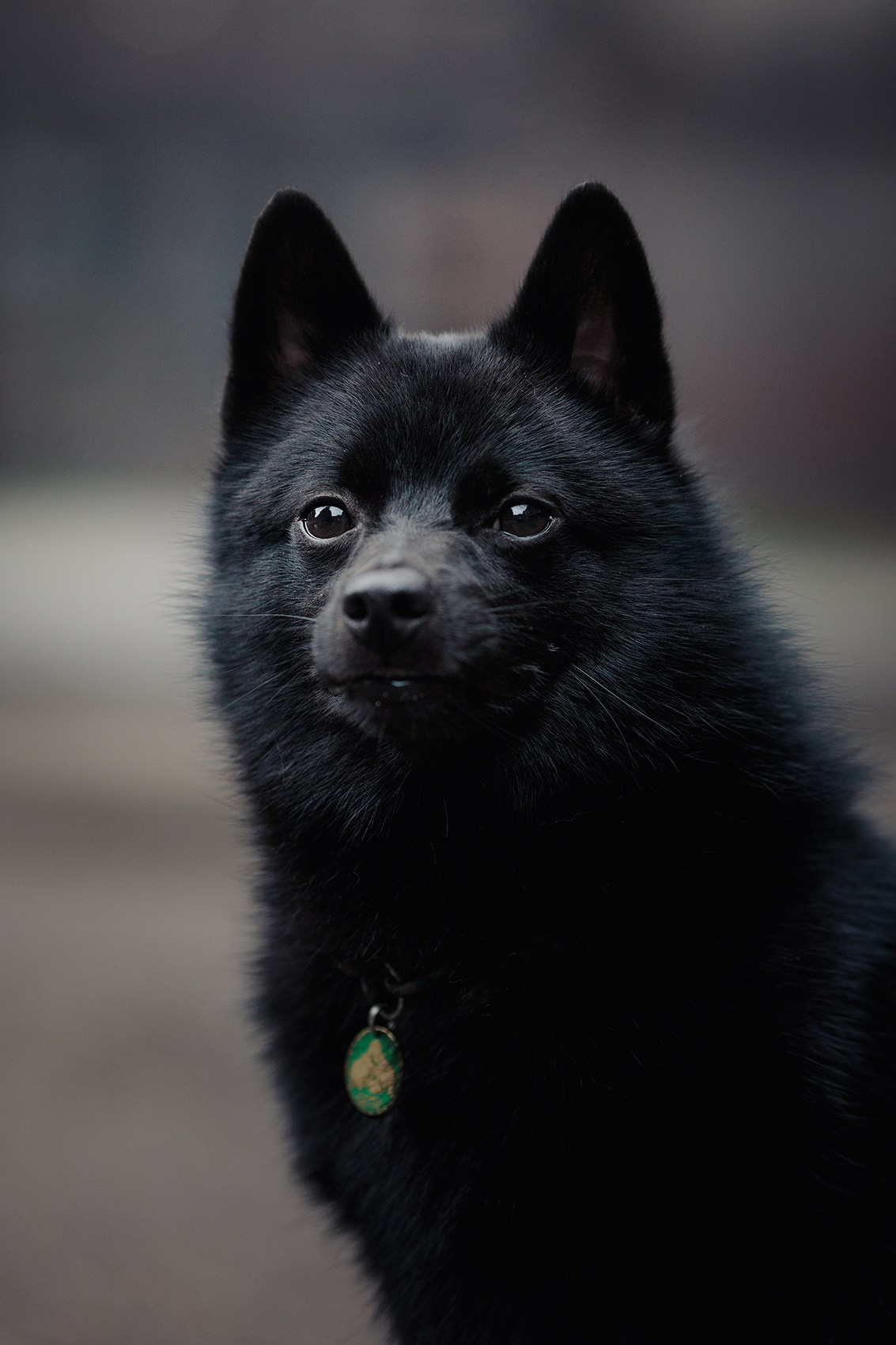 Саша, Маша и шипперке Йети. Фотограф-анималист Mary Mart — Москва, Питер
