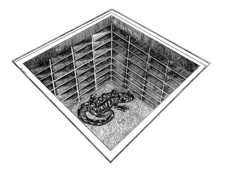 Сажина Ольга Сергеевна. Галерея участников Российской Премии Искусств