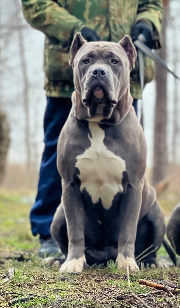 UPB’s Queenie & Zeus. 16.04.24. Американские булли XL в г. Калининград. Питомник Great Bully UNIVERSE
