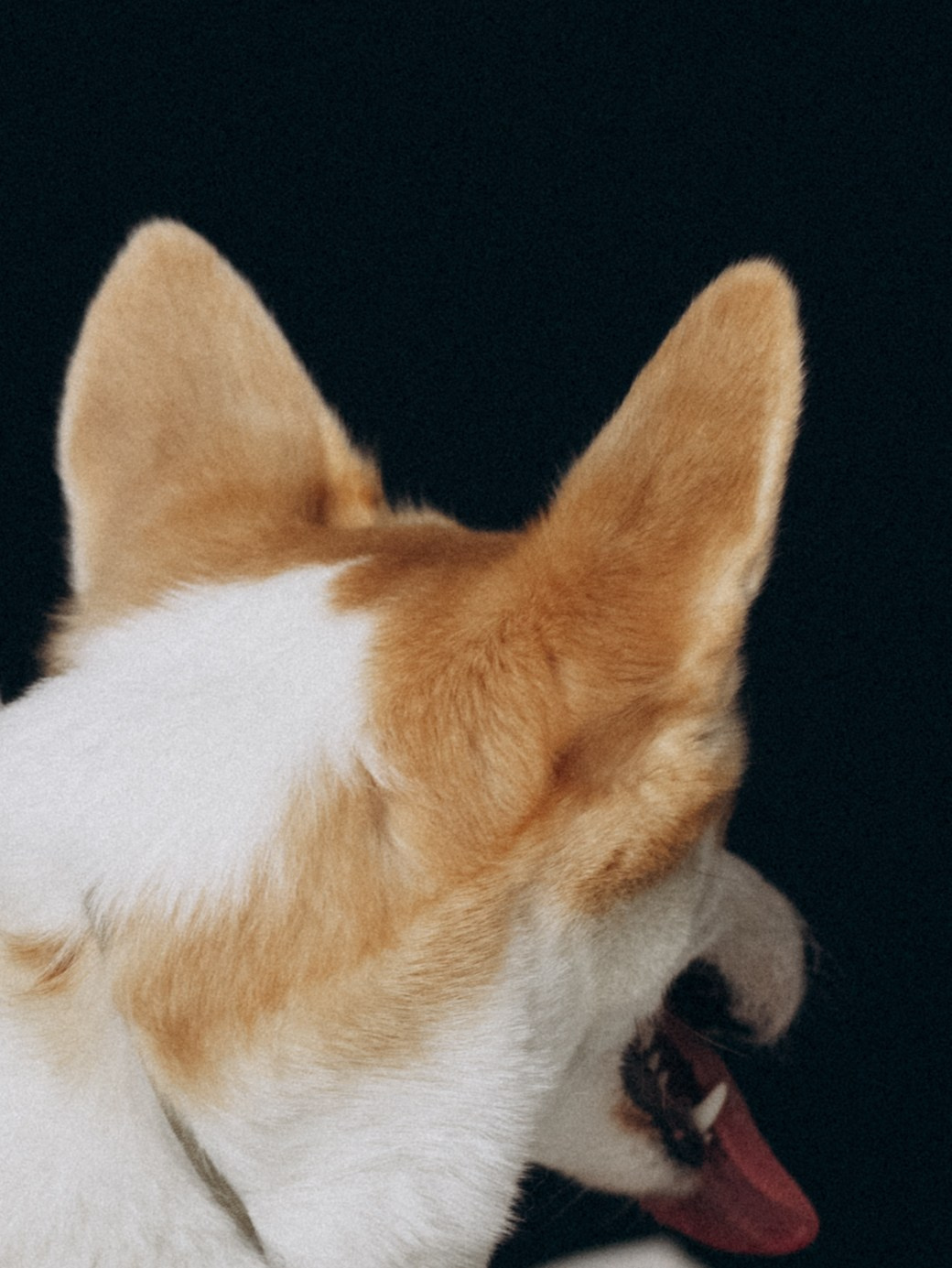 Оливка и Ника. Фотограф-анималист в Москве Кириллова Татьяна