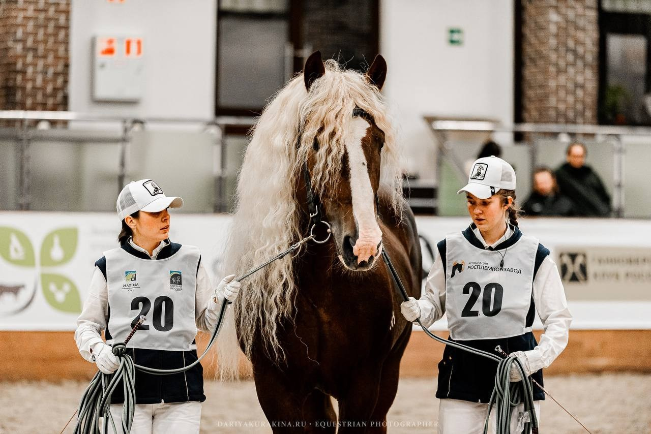 Ринг-выводка тяжелоупряжных пород ТИТАНЫ КОННОГО МИРА в рамках 9-й МЕЖДУНАРОДНОЙ ВЫСТАВКИ КОННАЯ РОССИЯ. Конный фотограф Куракина Дарья • Фотосессии с лошадьми