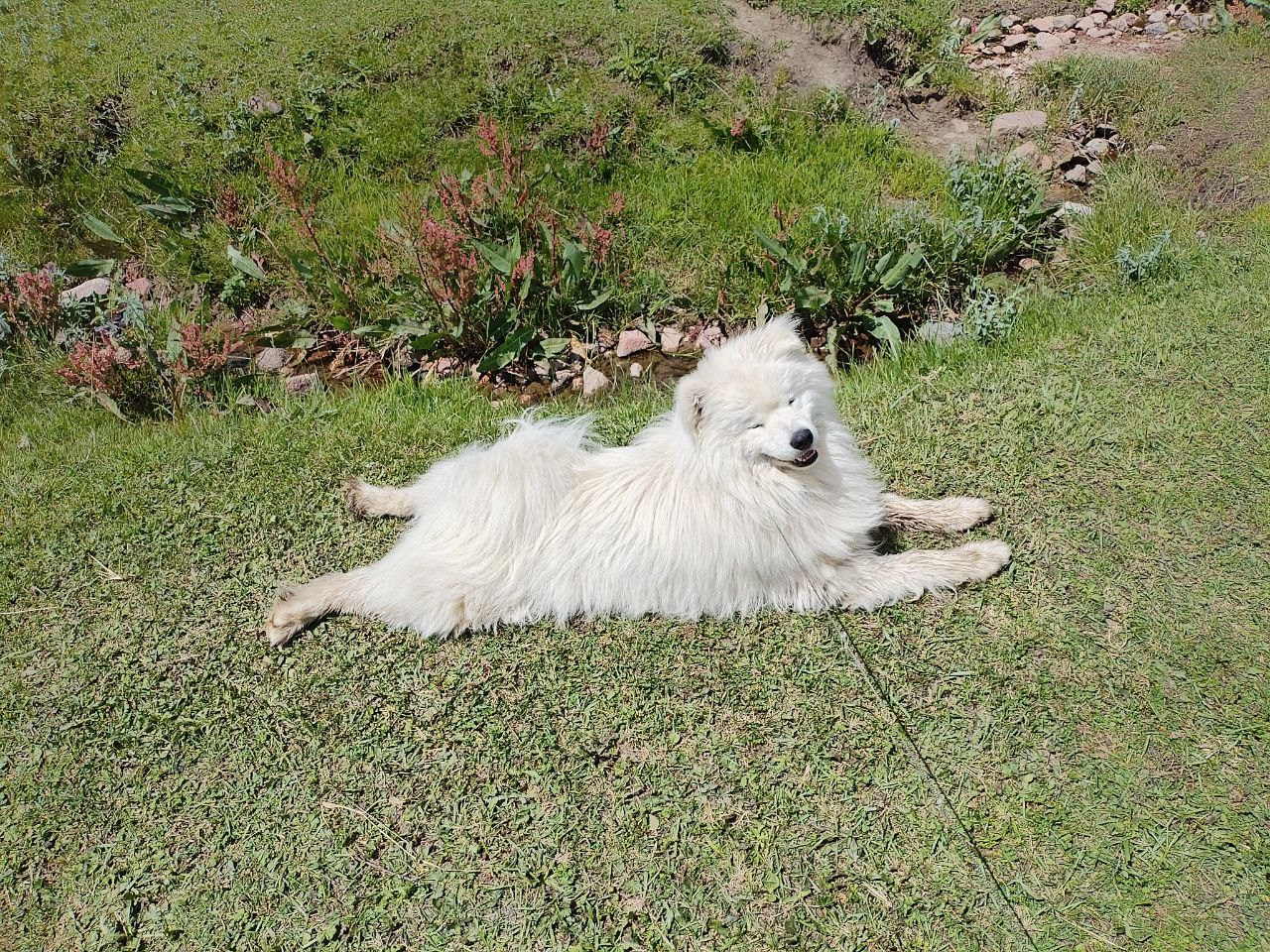Отзывы. Самоед Новосибирск