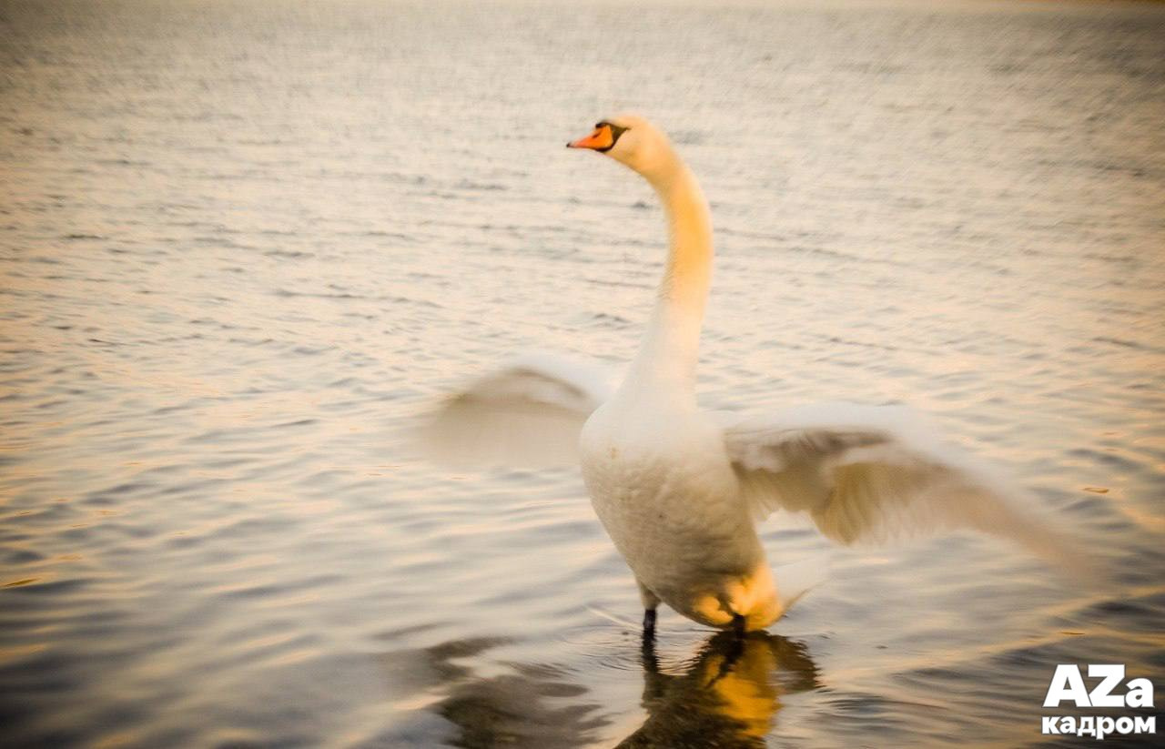 AZакадром Импрессинизм. Женский семейный фотограф Тула Москва Захарова Анна