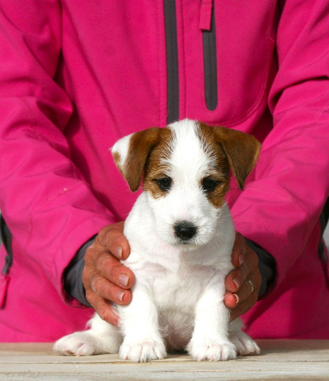 Female 1 brocken not available at this moment. Lovely-Orange питомник джек рассел терьеров