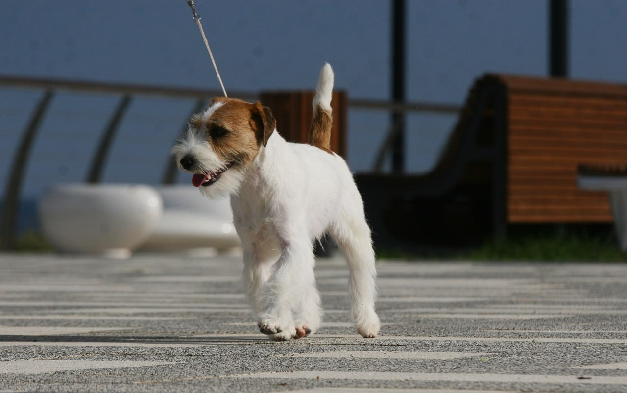 Lovely-Orange Escada. Lovely Orange kennel Jack Russell Terrier FCI/RKF