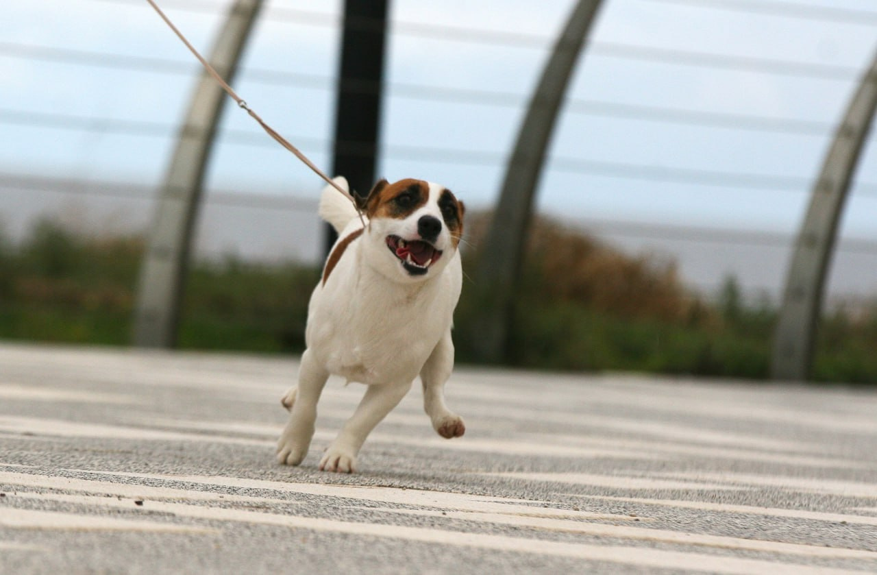 Lovely-Orange Money Money. Lovely-Orange питомник джек рассел терьеров