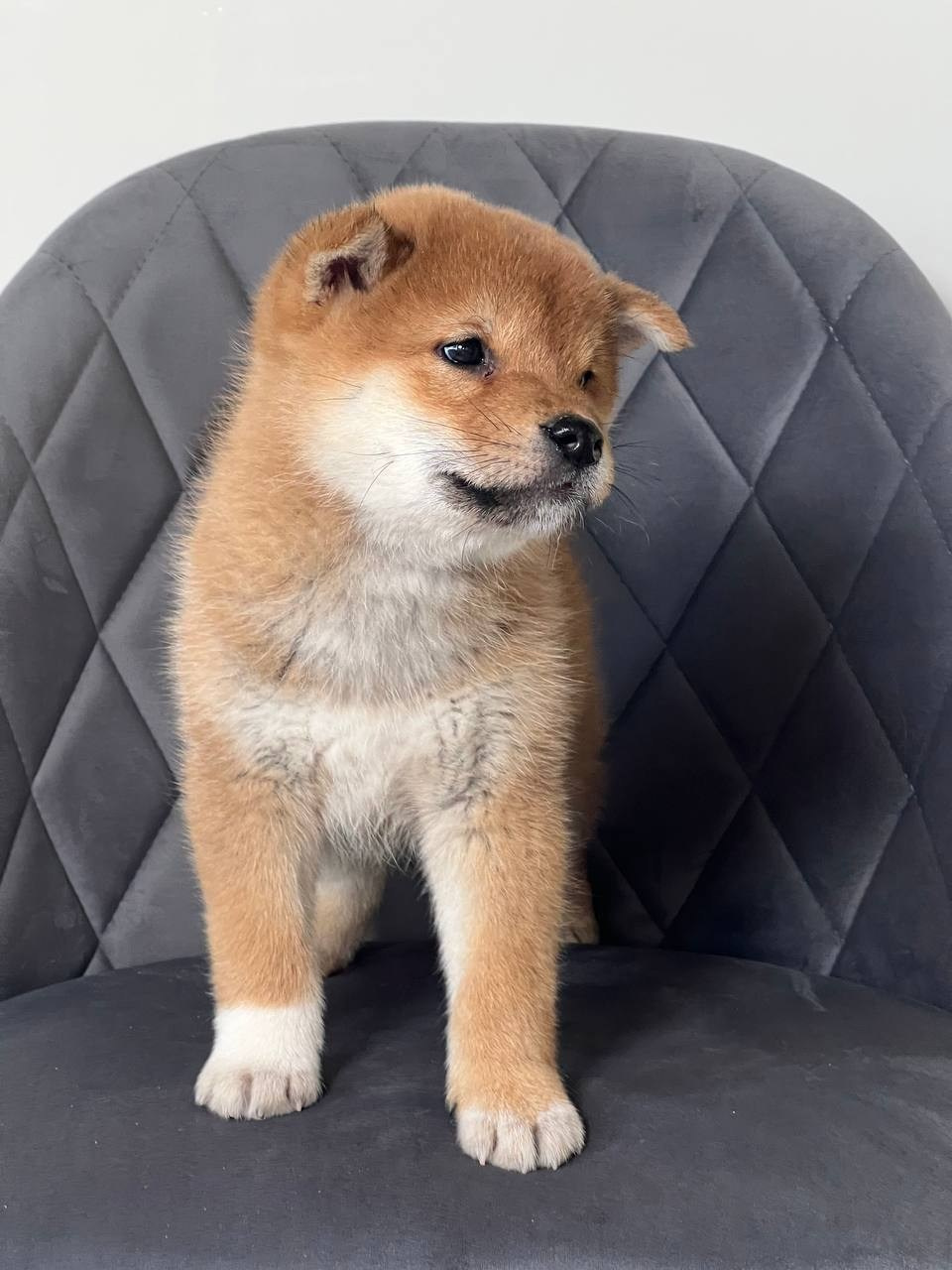 сиба питомник Рубилайт щенки на продажу rubylight  сиба щенки купить СПб Санкт-Петербург 