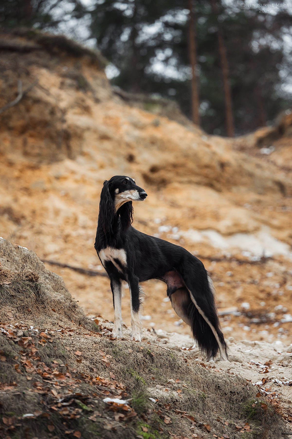 Фотограф-анималист. Фотограф собак в Москве и Московской области Иванушкина Мария