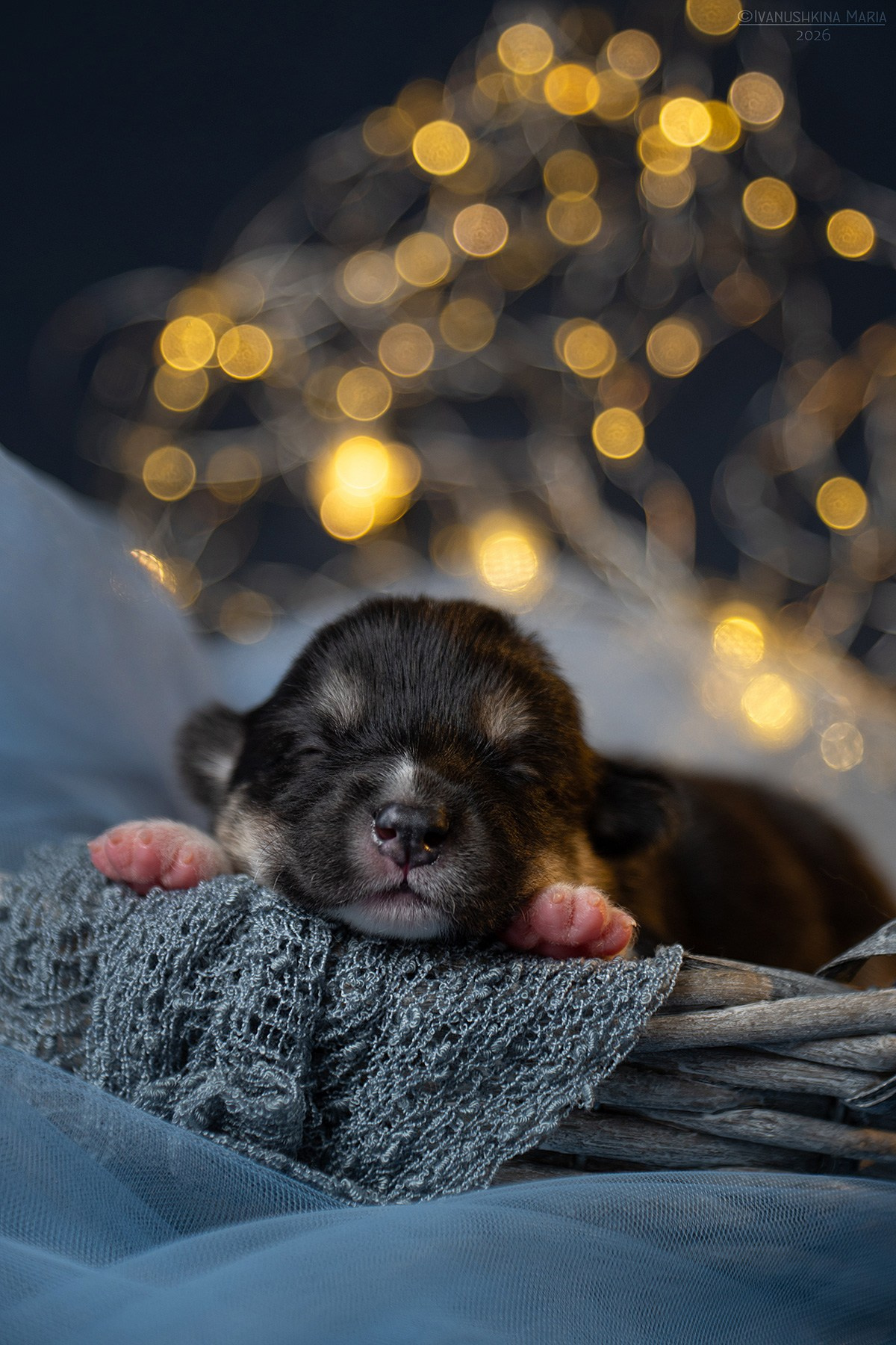 Ньюборн фотосессия щенков. Фотограф собак в Москве и Московской области Иванушкина Мария