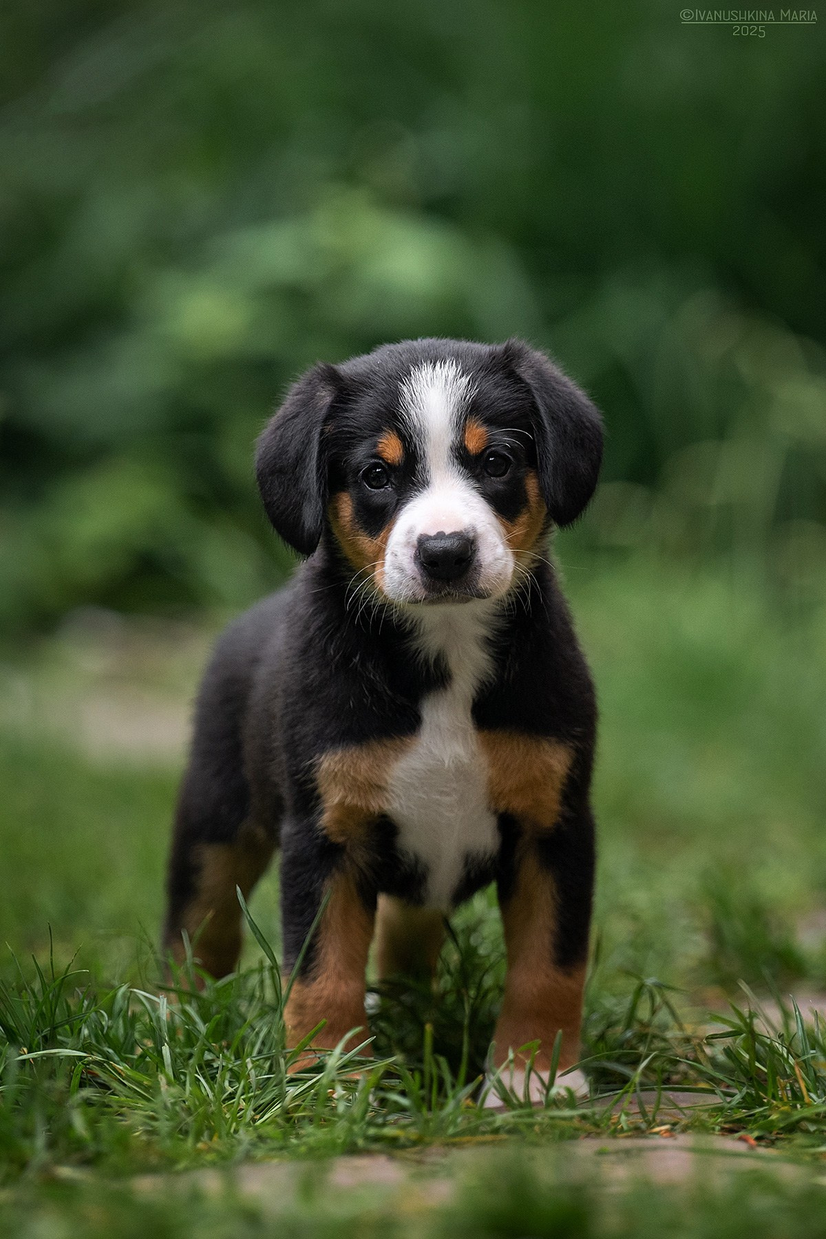 Фотосессия щенков на продажу. Фотограф собак в Москве и Московской области Иванушкина Мария