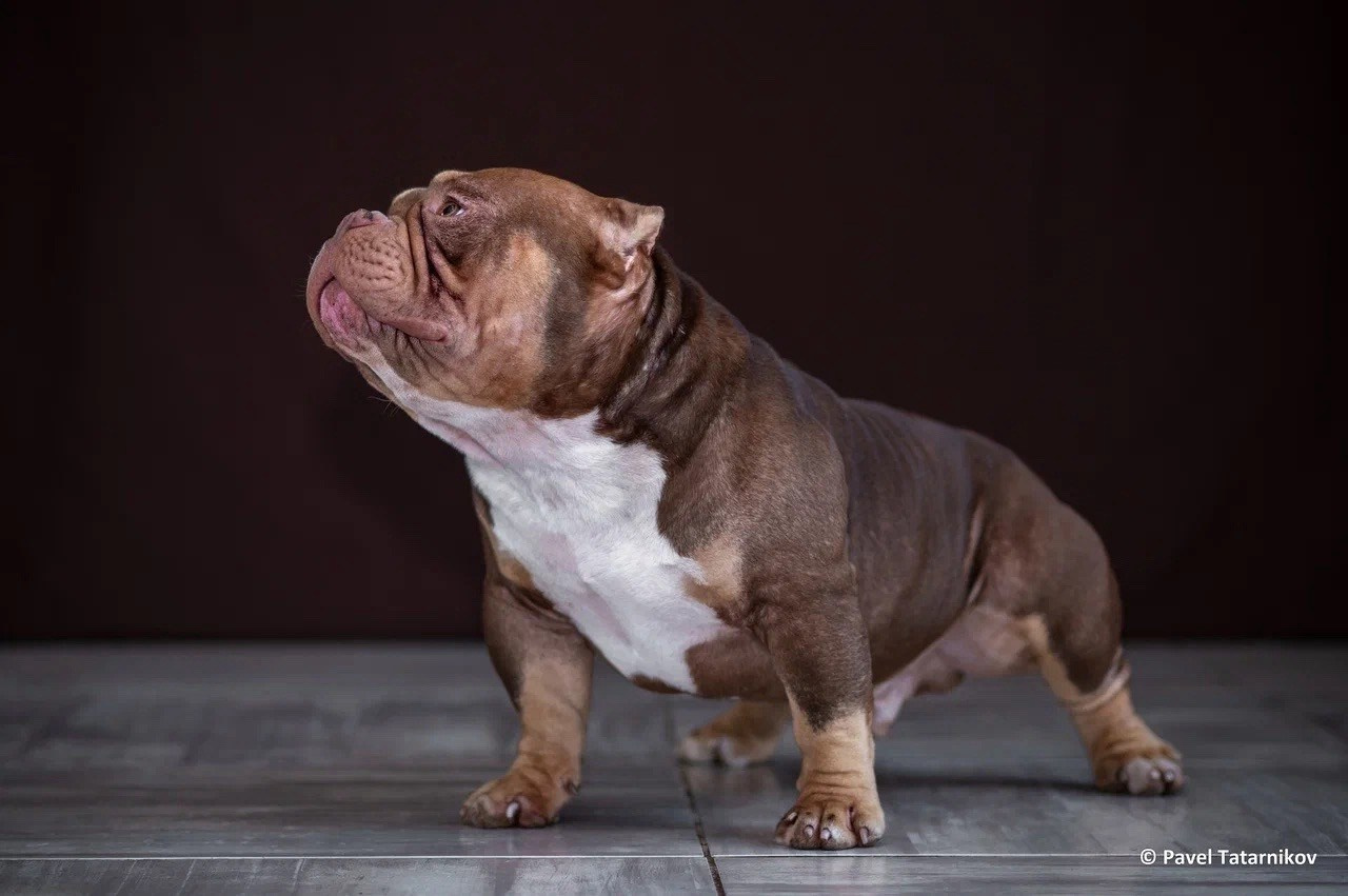 Купить Французского Бульдога Москва, Купить щенка Французского бульдога Москва, Питомник Французских Бульдогов Москва,  Питомник Французский Бульдог Москва, 