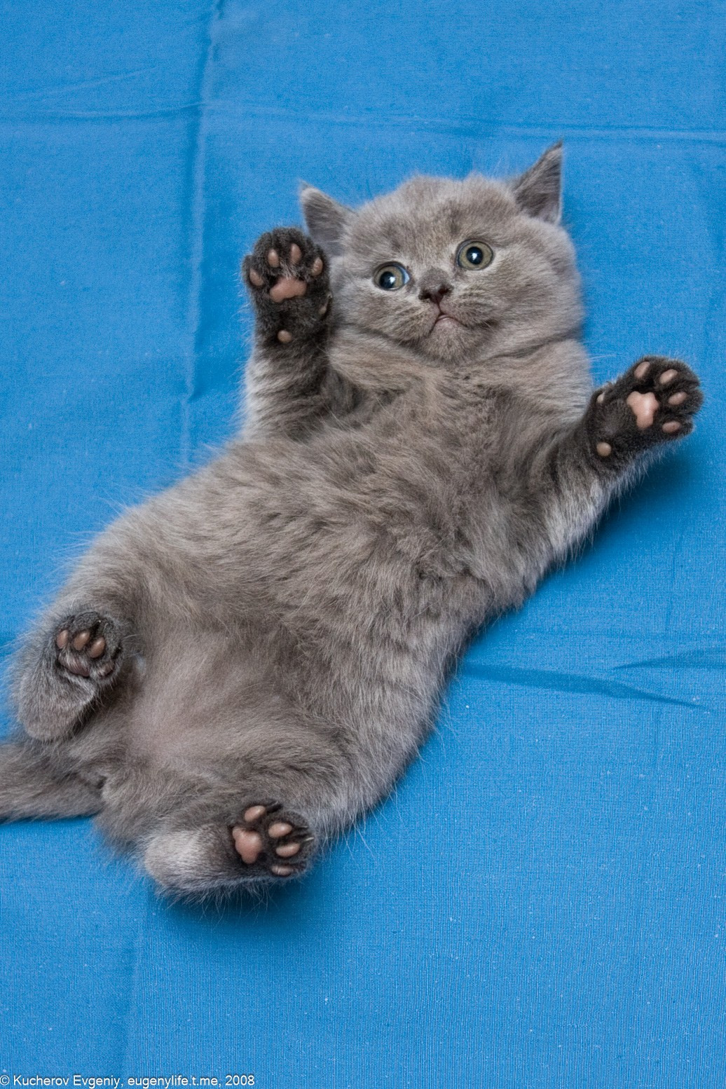 Животные. Кучеров Евгений. Фотограф