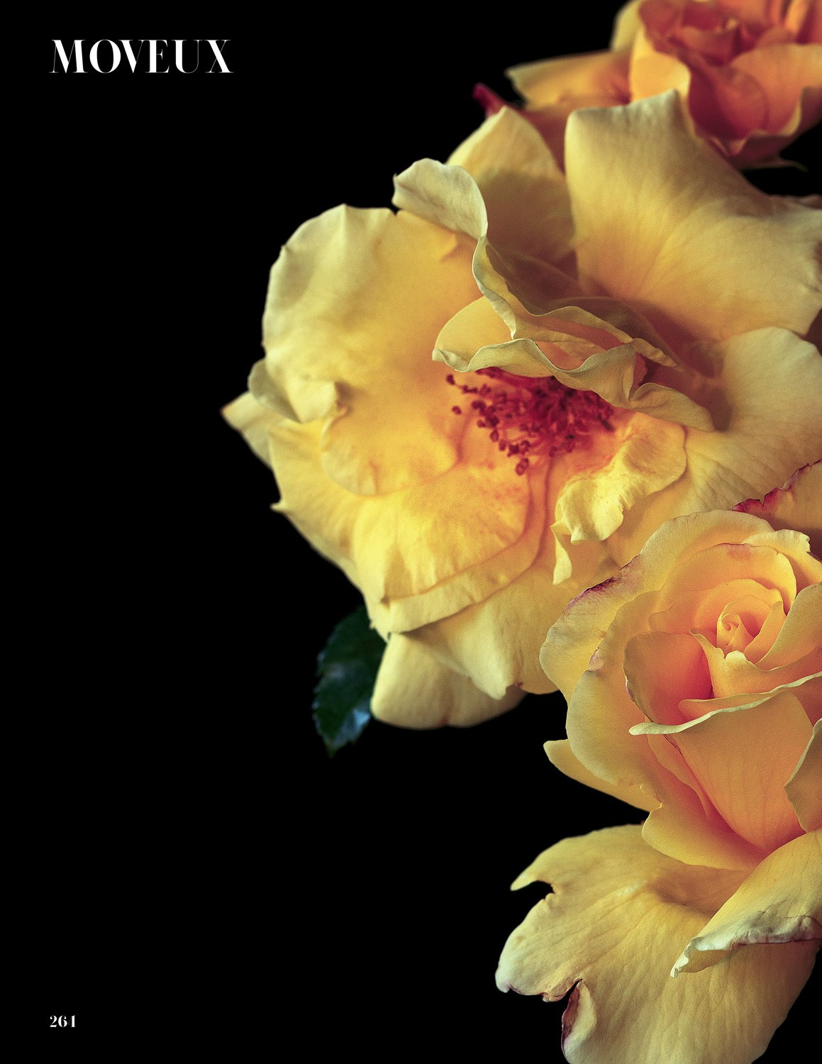 Exhibitions. Author’s fine art prints with international delivery