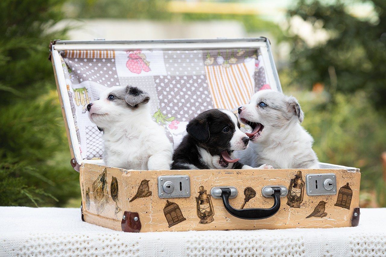 СЪЁМКА ЩЕНКОВ. Фотограф — анималист в Туле Юлия Лето