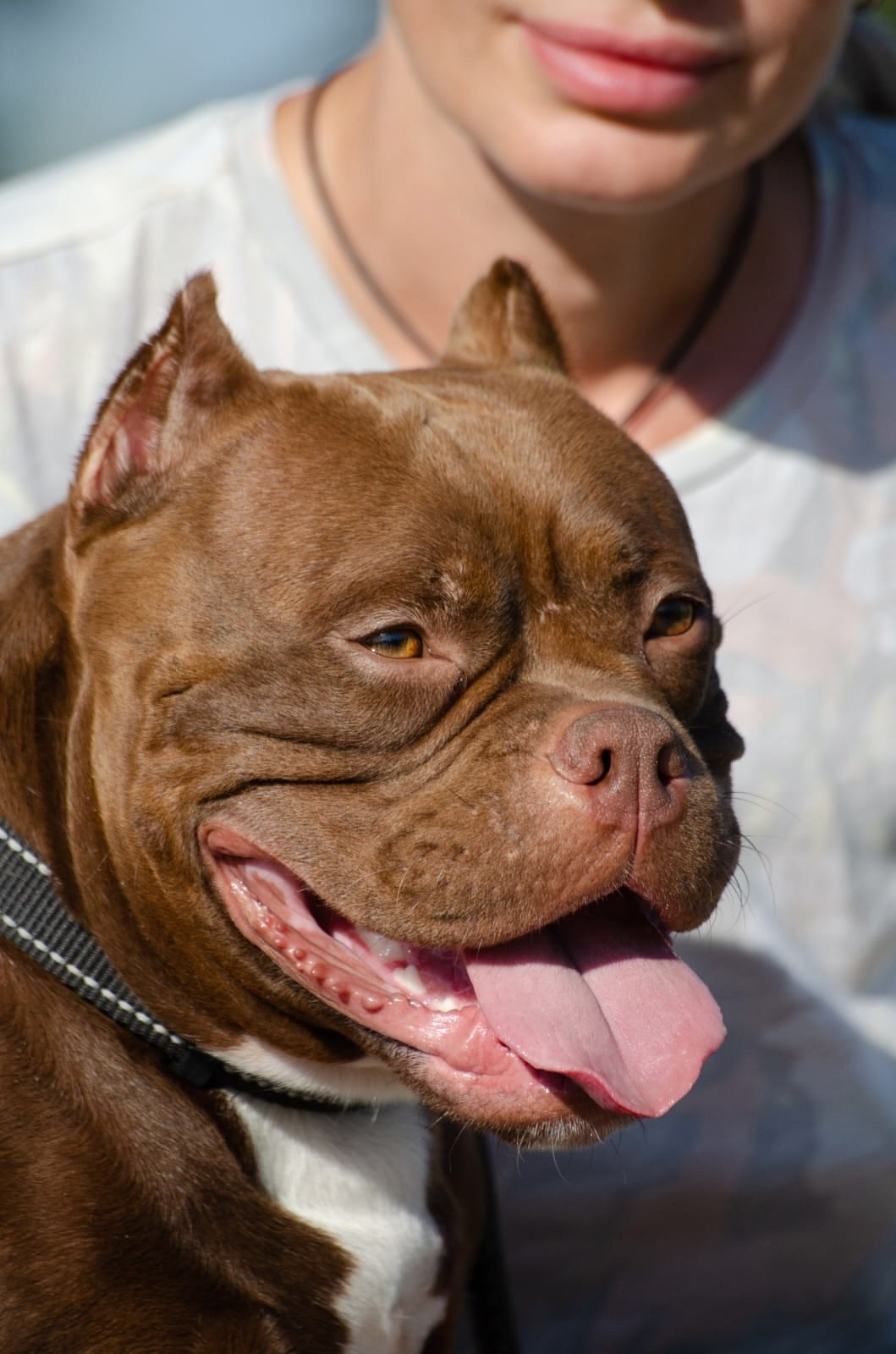 Очень красивый шоколадный окрас у Американского Булли 