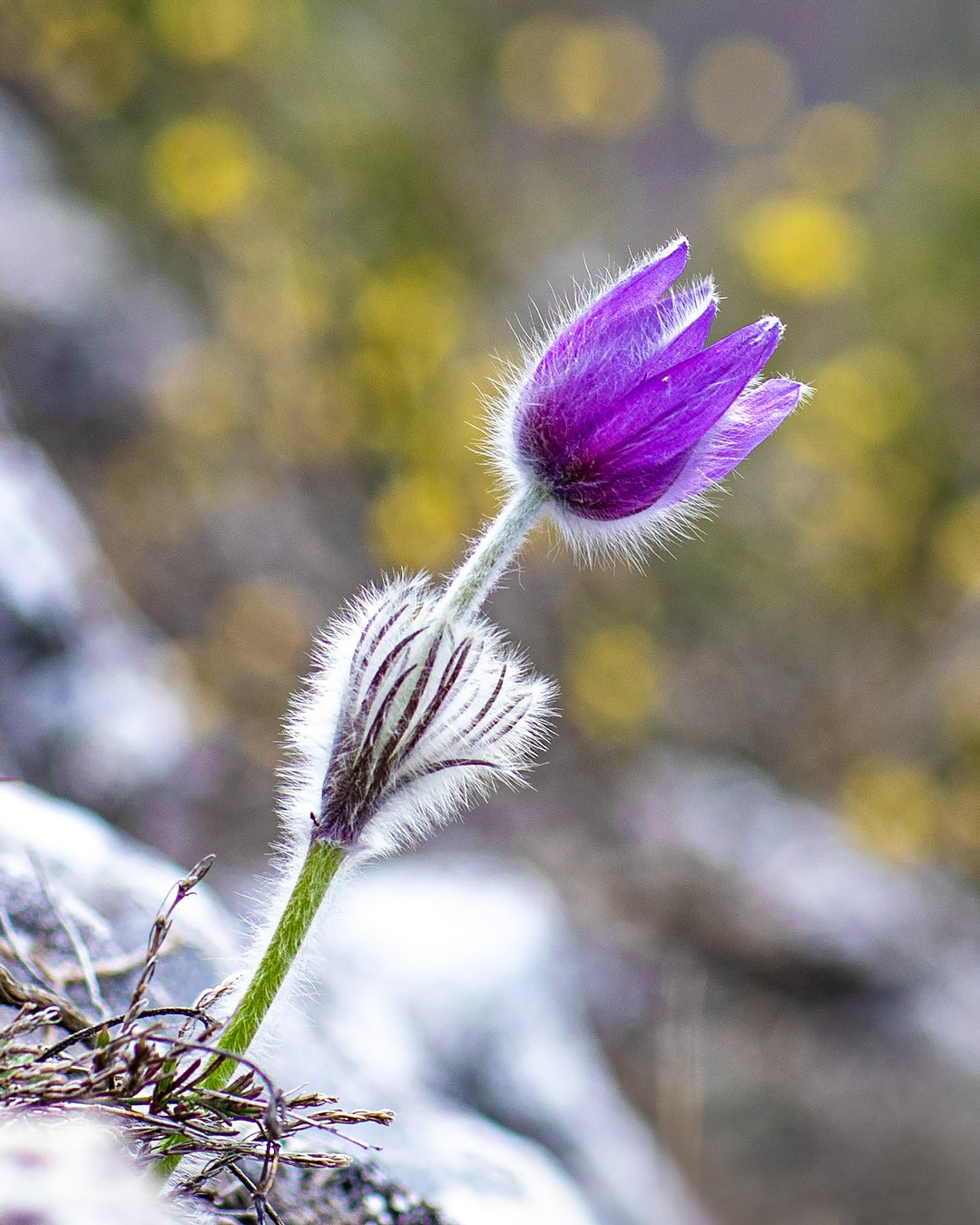 Сон —трава. Фотограф Севастополь/Крым Светлана Евтушенко