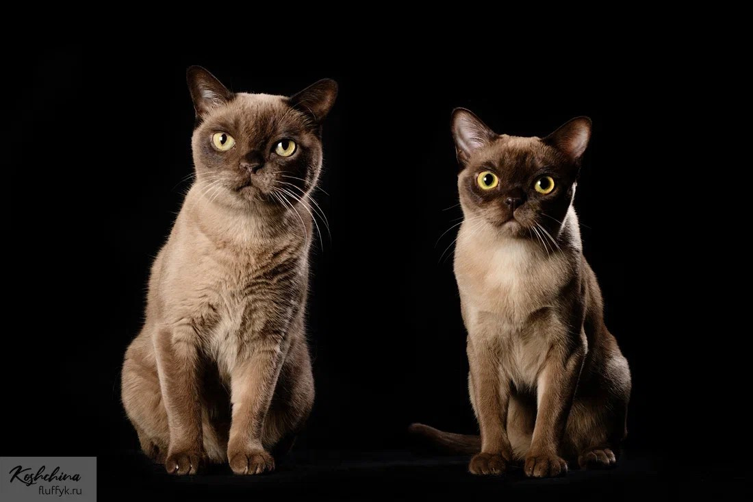 Котёнок американской бурмы. Las Burmas — питомник американской бурмы традиционных линий