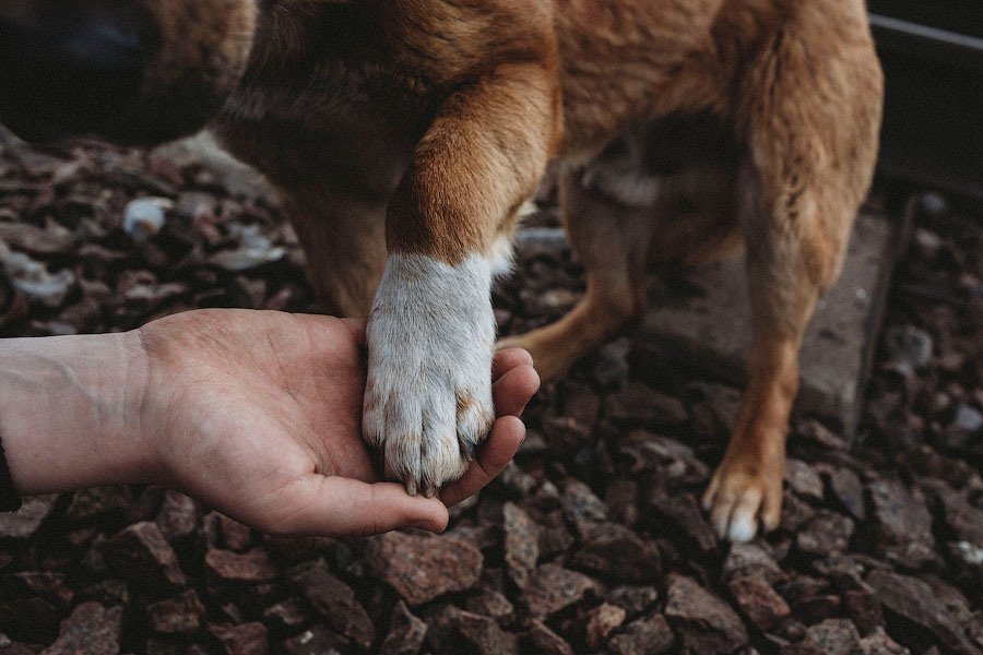 Мой любимы пёс. Фотограф в Москве Шаганова Нина
