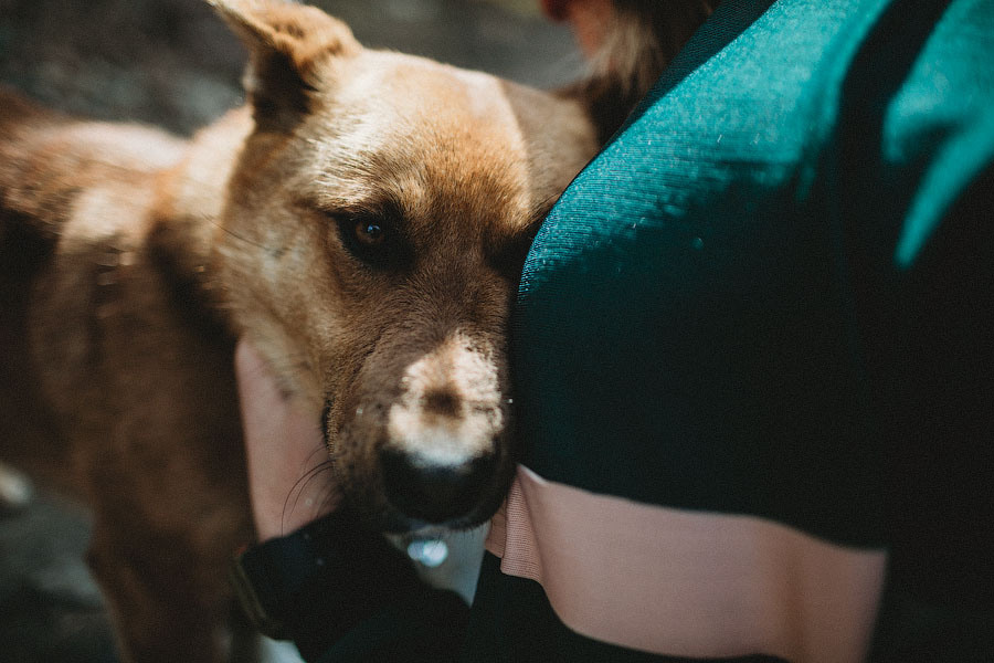 Мой любимы пёс. Фотограф в Москве Шаганова Нина