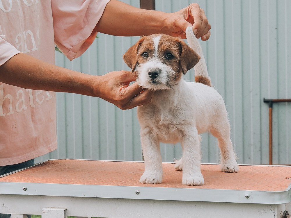 CANE MAESTRO SAYONARA. CANE MAESTRO — kennel Jack Russell Terrier