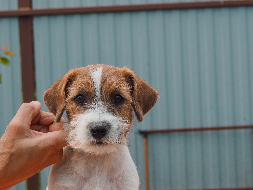CANE MAESTRO SAYONARA. CANE MAESTRO — kennel Jack Russell Terrier