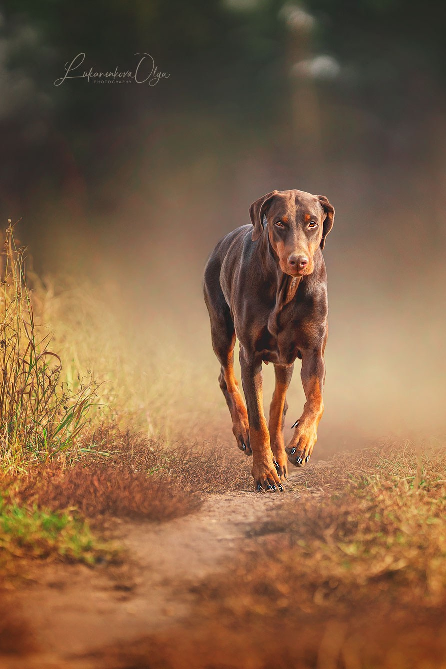 Фотограф анималист Ольга Луканенкова в Москве