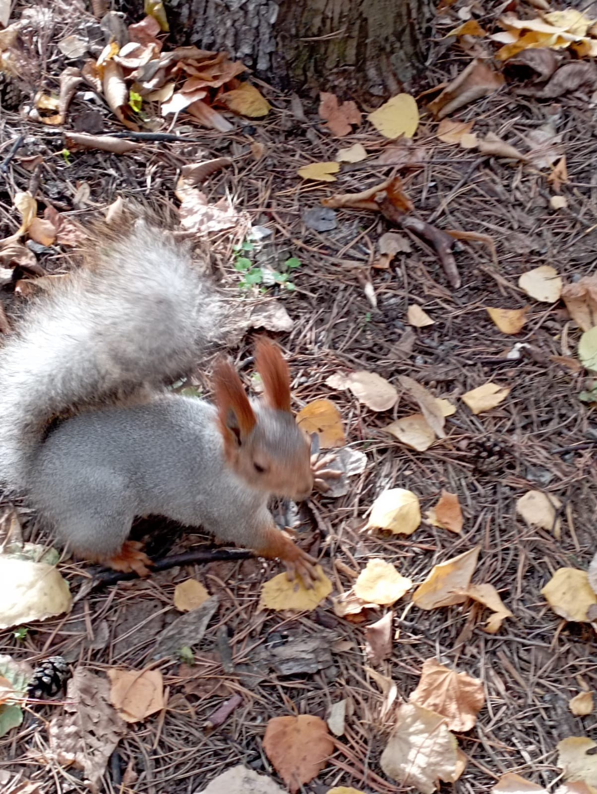 белка, Боровое, бор, лес, елки, отдых, природа