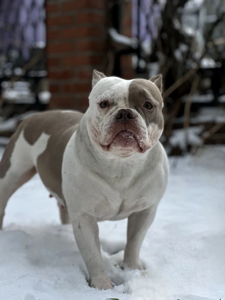 Буля. Американский Булли в г. Ростов-на-Дону. Питомник THE POWER OF SIBERIA