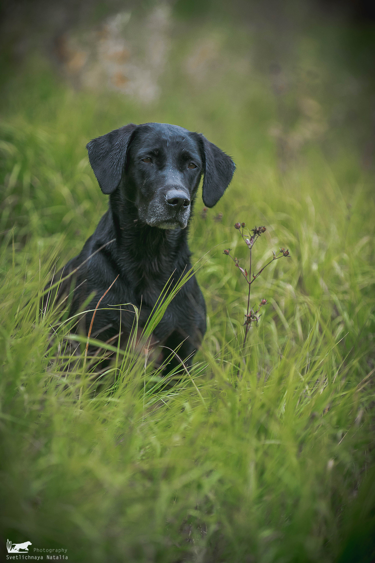 Джем, Мэгги, Юта. Фотограф-анималист Наталья Светличная