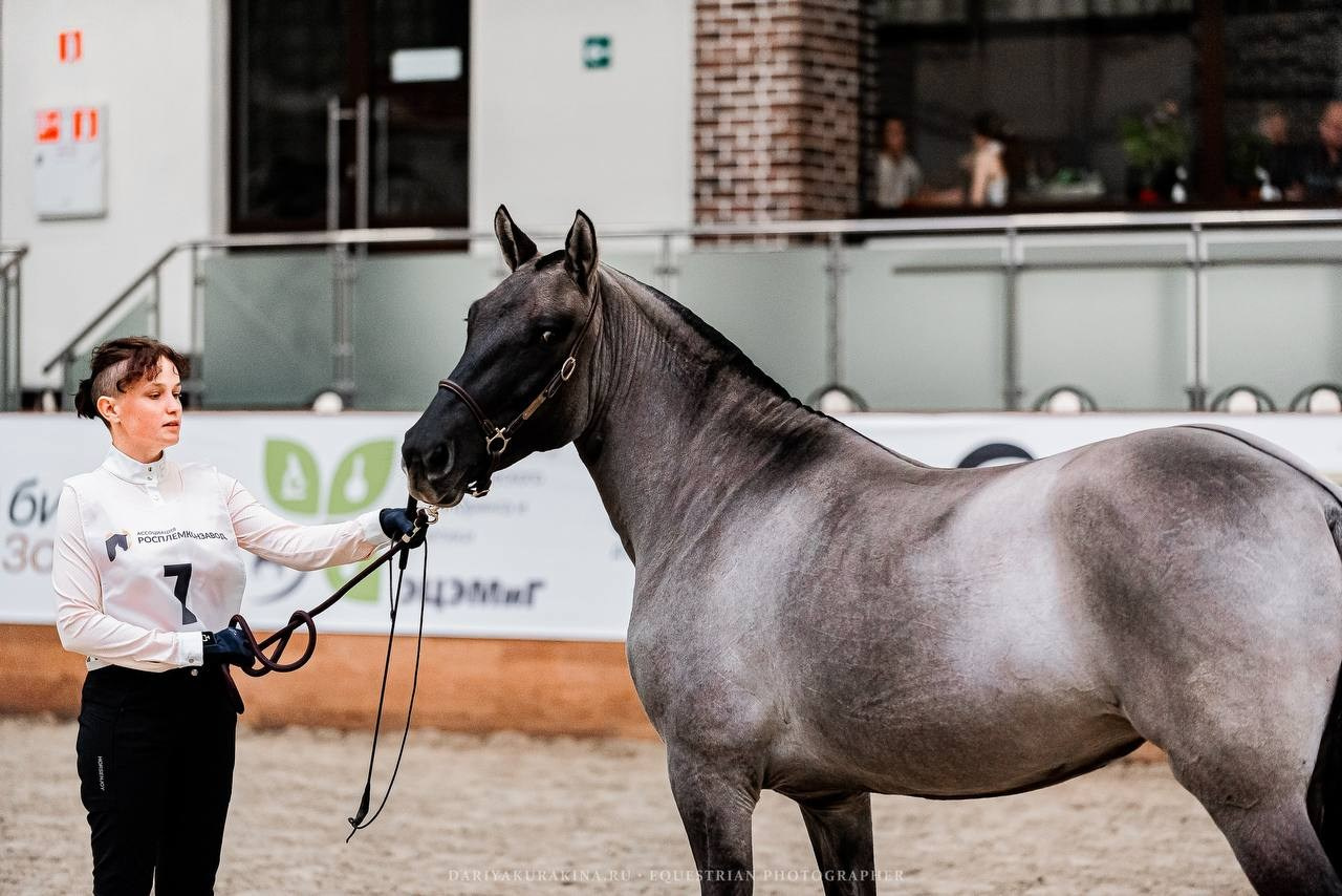 КОННАЯ РОССИЯ 2024. Конный фотограф Куракина Дарья • Фотосессии с лошадьми