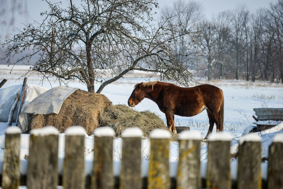 Марс – маленькая белорусская деревенька на границе Беларуси и России, Свадьба минск, свадебный фотограф, минск фотограф, репортажной фотограф Беларусь,  фотограф в Минске, Алексей Матюшков, фоторепортер Беларуси, Репортажная съемка мероприятий,  Дни рождения, праздники