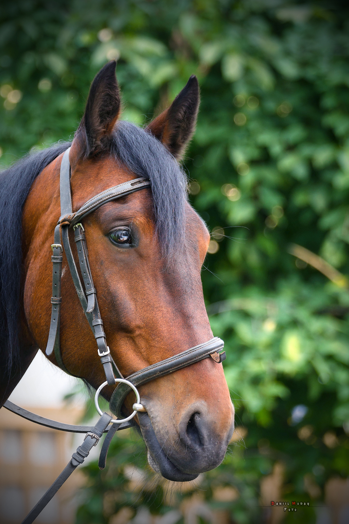 Даниил Мурай. Семейное фото. Мужской портрет. Женский портрет. Даниил Мурай — Фотограф Зеленоград- Аланья