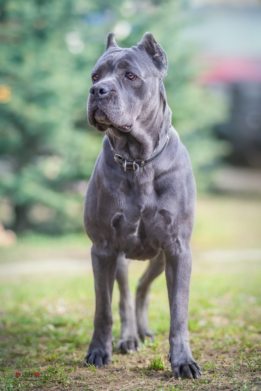 Даниил Мурай. Семейное фото. Мужской портрет. Женский портрет. Даниил Мурай — Фотограф Зеленоград- Аланья