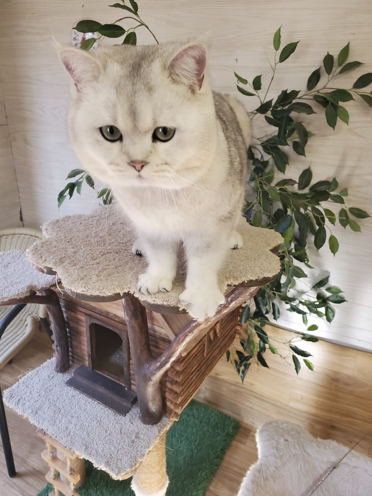 Gray, Male, DB: 05.01.23, sold. British shorhair Cats