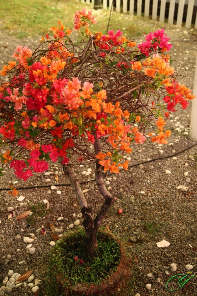 Тайланд. Пхукет 2013. Улица, люди, жизнь…