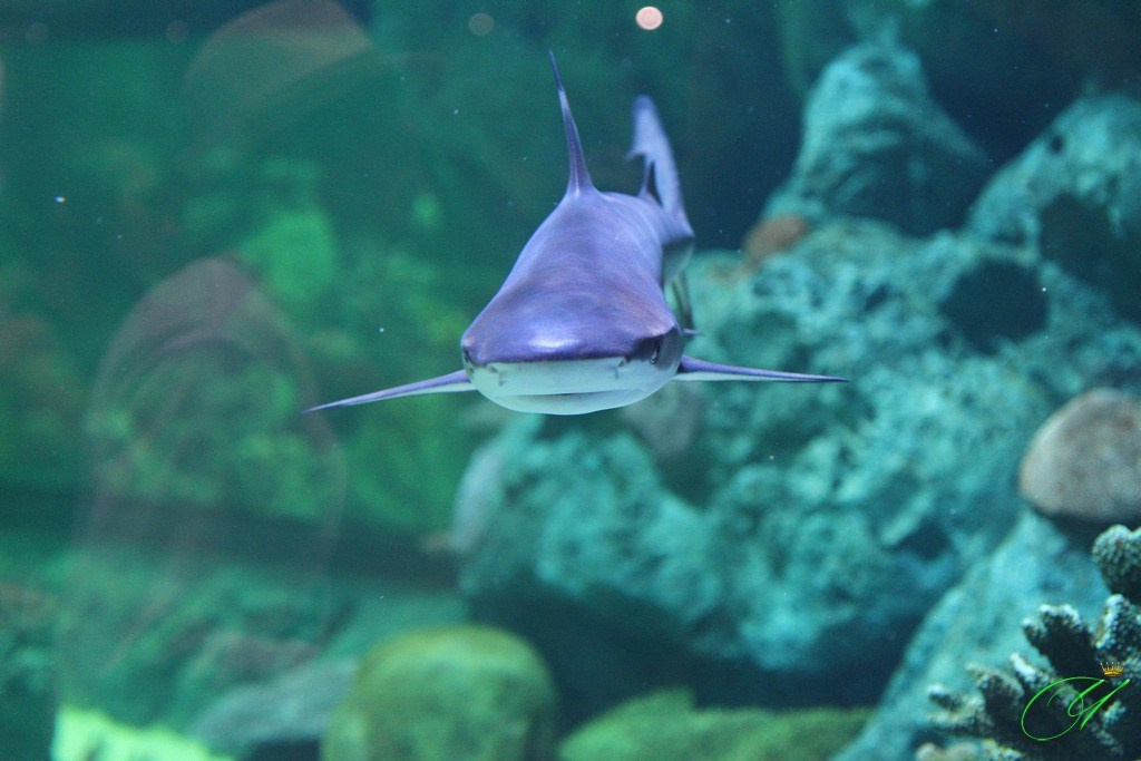 Тайланд. Пхукет 2013. Улица, люди, жизнь…