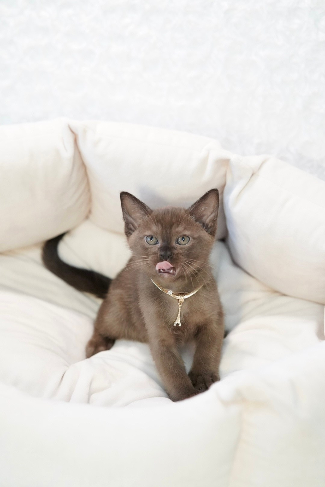 Котята. Фотограф Ирина Кудина Fox