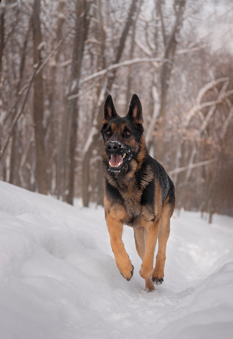 Зевс, Рика и Катя. Фотограф — анималист Саратов/Москва|Плужникова Юлия