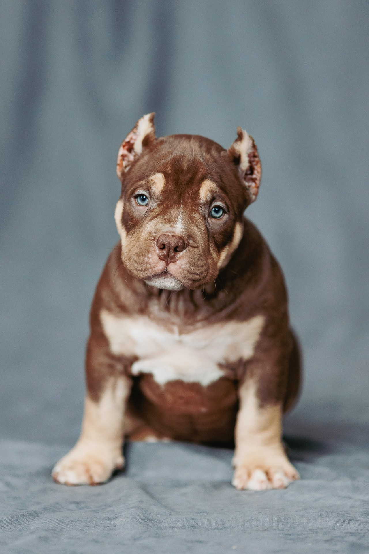 Щенки. Фотосъёмка для бизнеса — предметное фото, репортаж с мероприятий, портреты людей, съёмка интерьера и экстерьера