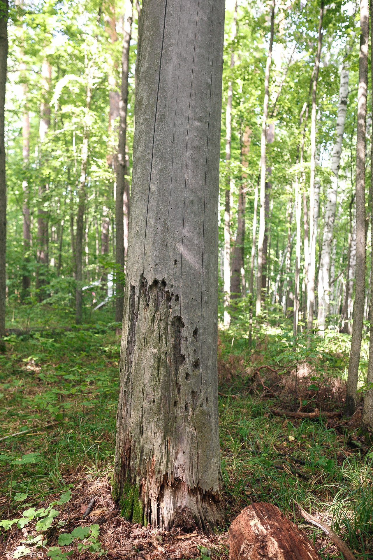Фестиваль «Les Interes». Фотограф Zipa Pro