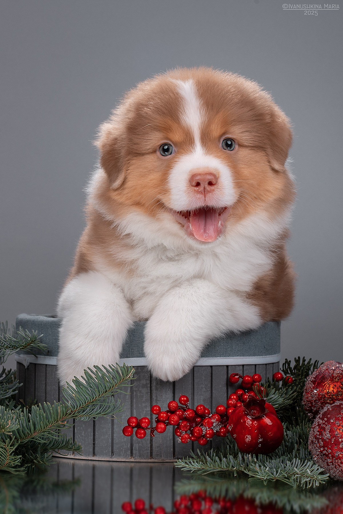 Фотосессия щенков на фонах. Фотограф собак в Москве и Московской области Иванушкина Мария