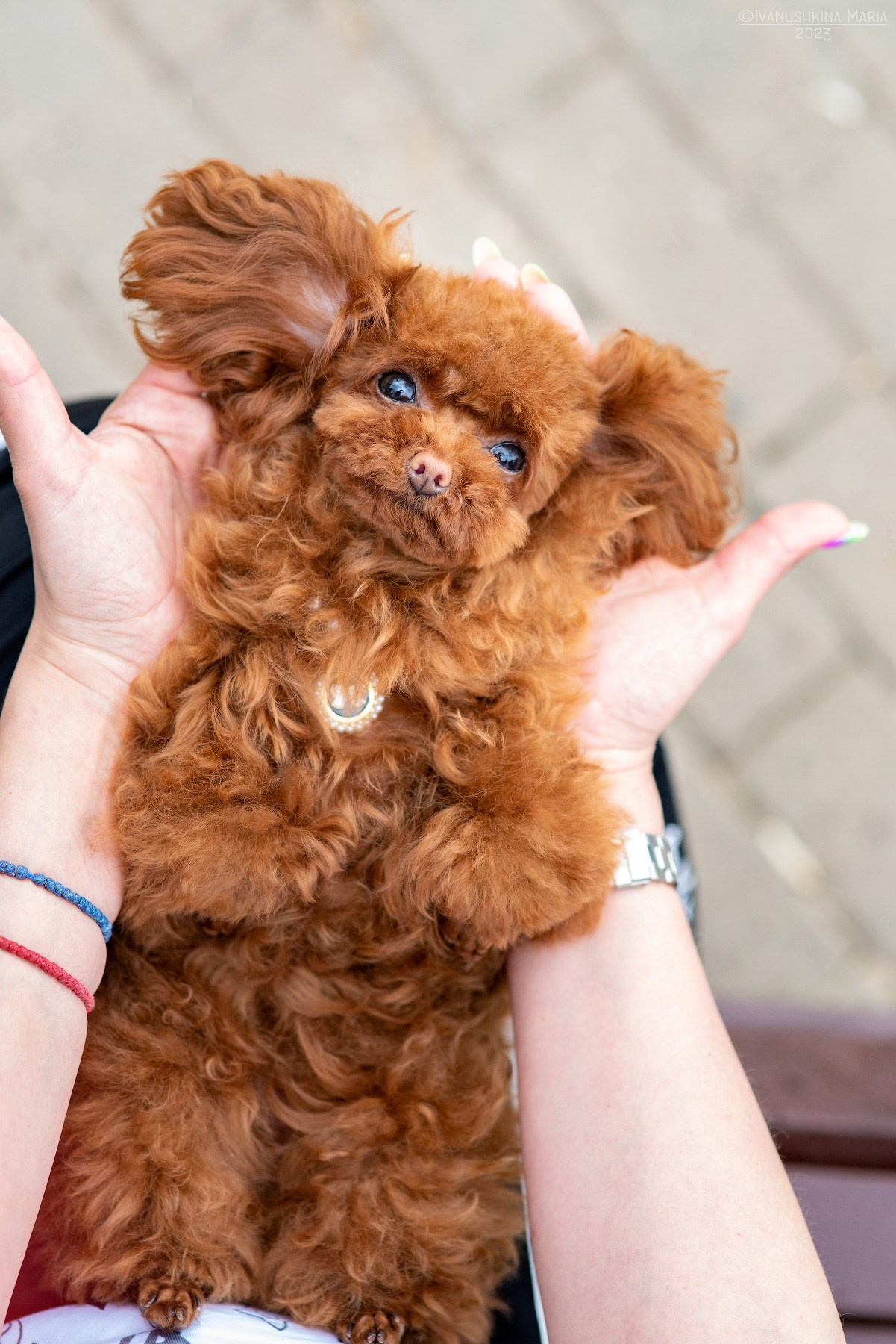 Фотосессия щенков на продажу. Фотограф собак в Москве и Московской области Иванушкина Мария