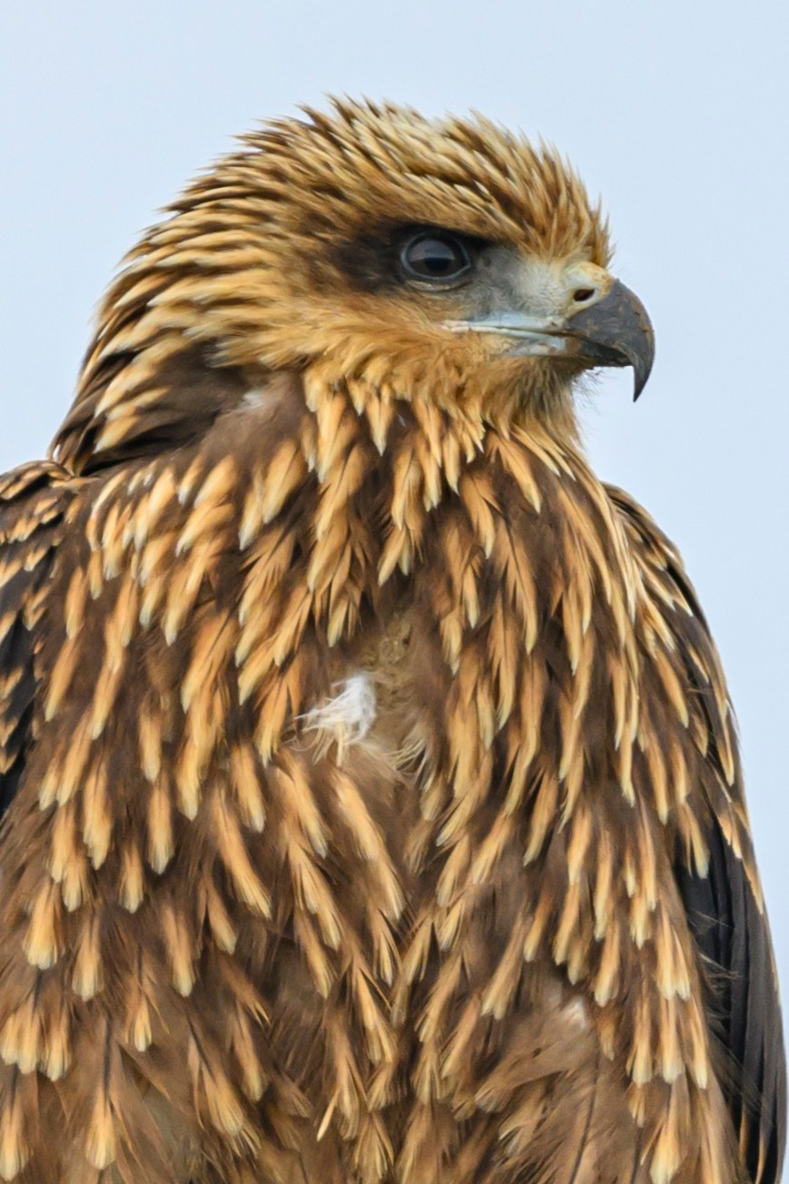 Лиса и коршун. Wildlife photography by Sergey Puponin