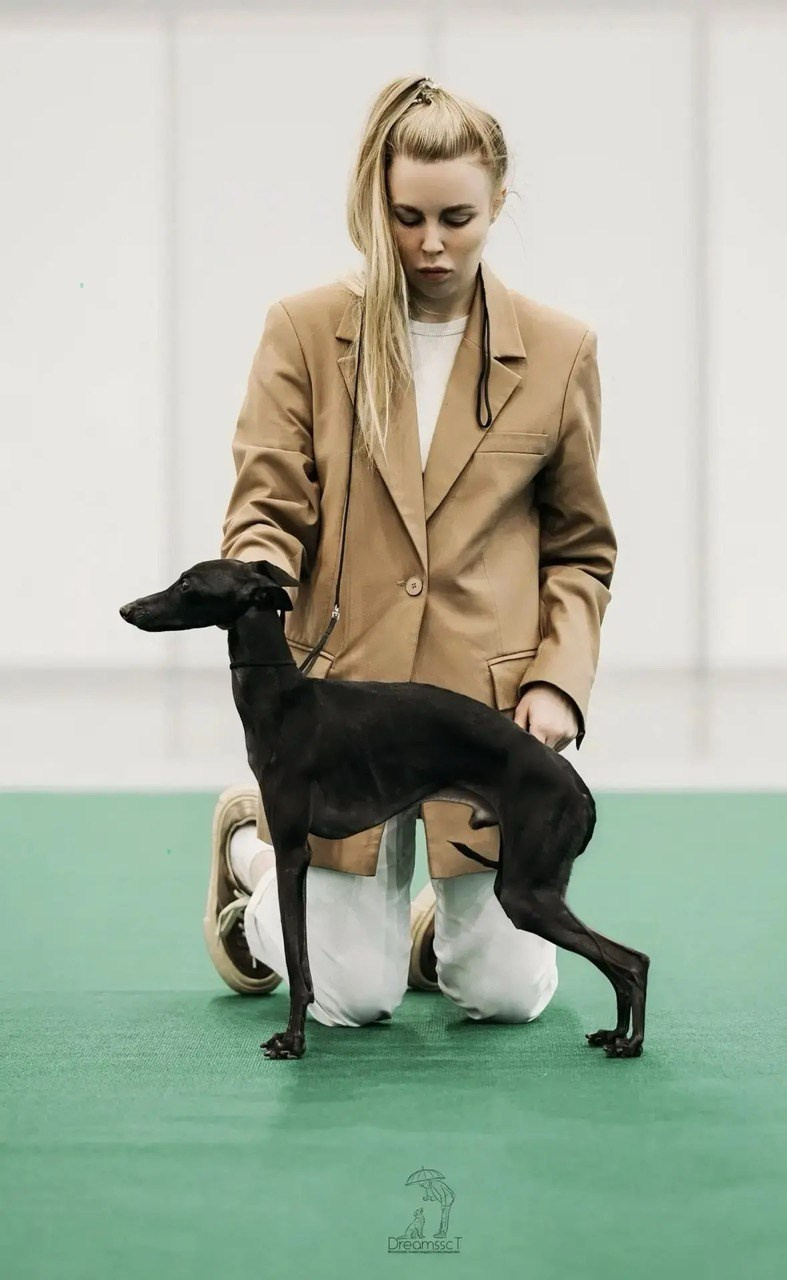 Белые девочки. Профессиональный питомник левреток РКФ/FCI ASTI SAPPHIRE 💎 Сочи|Санкт-Петербург