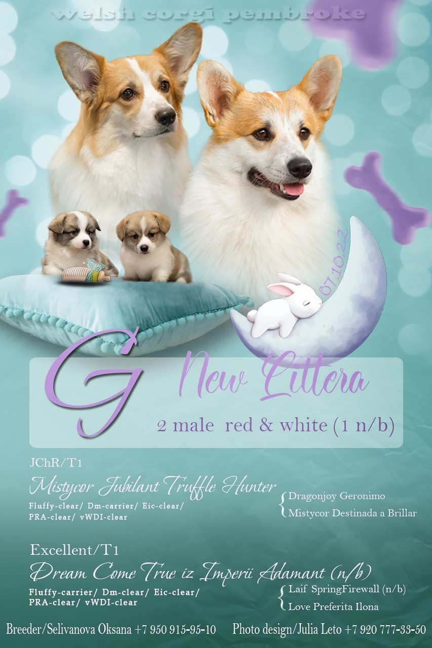 Презентации. Фотограф — анималист в Туле Юлия Лето