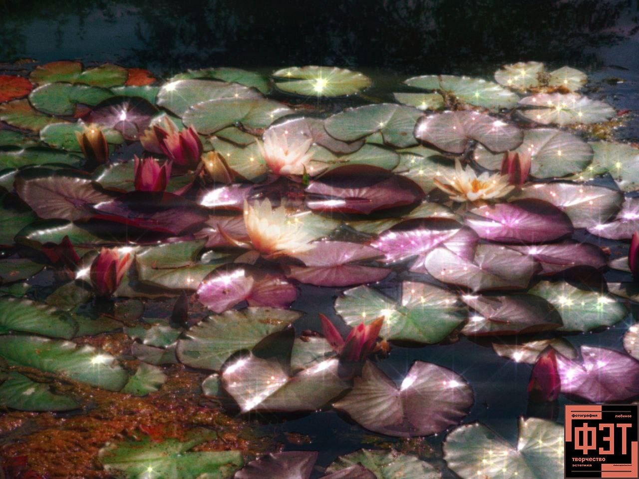 Фотопроект «ФЭТ: Фотография, Эстетика, Творчество»